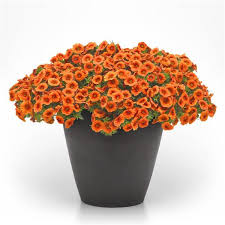 КАСКАДНО КАЛИБРАХОЕ BRIGHT ORANGE (4192)